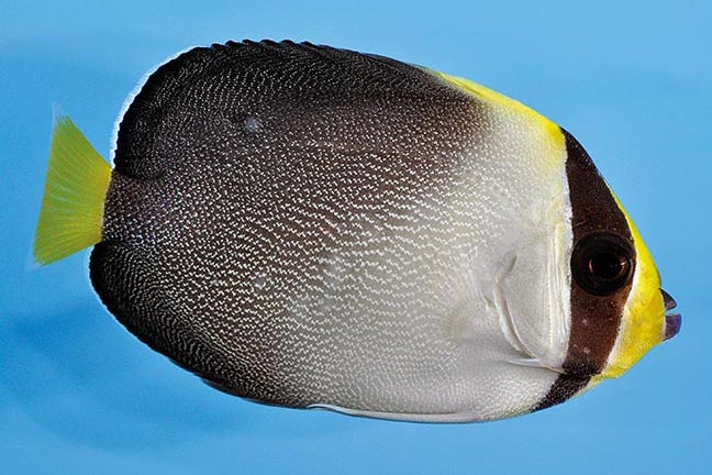 Showing Slide: _DSC0177_m10306_Mond-Samtkaiserfisch_Chaetodontoplus-mesoleucus.jpg