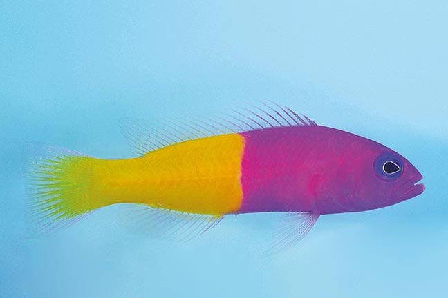 Showing Slide: _DSC0196_Nymphen-Zwergbarsch_Pictichromis-paccagnellae.jpg