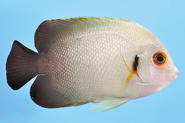 Showing Slide: _DSC0196_m10327_Perlschuppen-Zwergkaiserfisch_Centropyge-vroliki.jpg