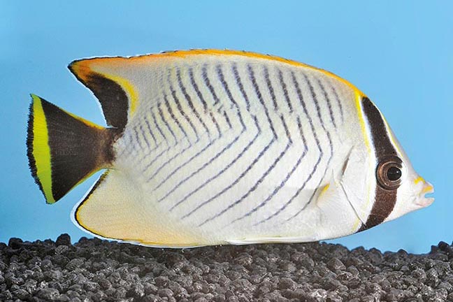 Showing Slide: _DSC0205_m10337_Sparren-Falterfisch_Chaetodon-trifascialis.jpg