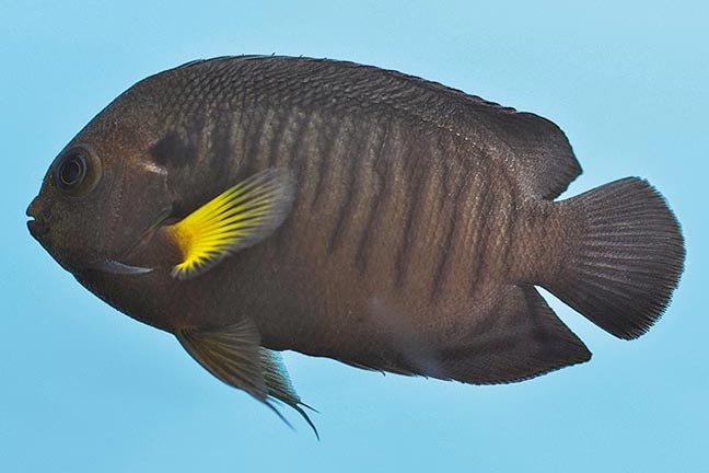 Showing Slide: _DSC0259_m10329_Mondstrahl-Zwergkaiserfisch_Centropyge-flavipectoralis.jpg