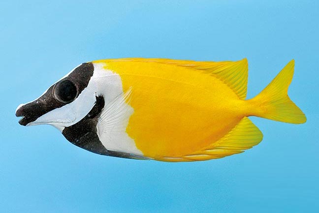 Showing Slide: _DSC0262_Fuchsgesicht_Siganus-vulpinus.jpg