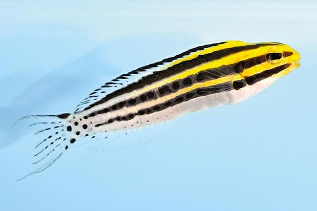 Showing Slide: _DSC0462_m10616_Zebra-Schleimfisch_Meiacanthus-grammistes.jpg