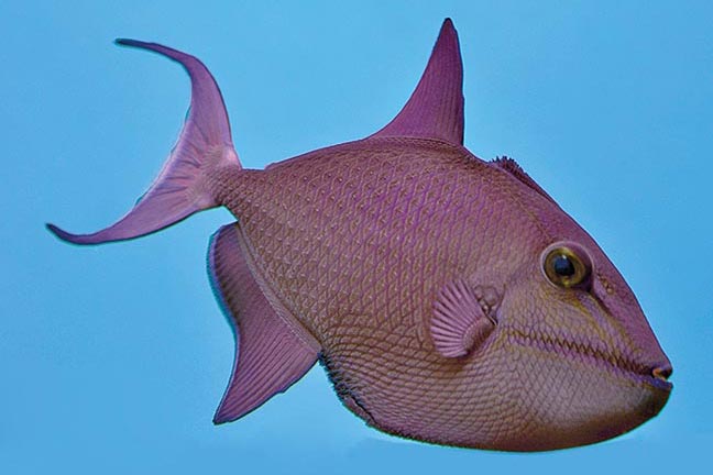 Showing Slide: _DSC0493_m11000_Rotzahn-Drückerfisch_Odonus-niger.jpg