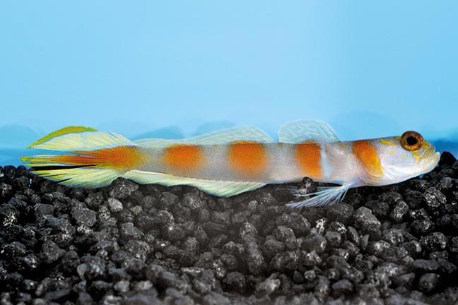 Showing Slide: _DSC0495_m10621_Partner-Grundel_Cryptocentrus-aurora.jpg