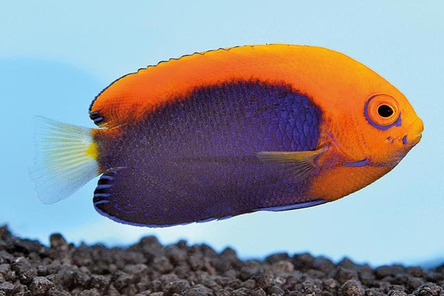 Showing Slide: _DSC0534_Gelbruecken-Zwergkaiser_Centropyge-acanthops.jpg