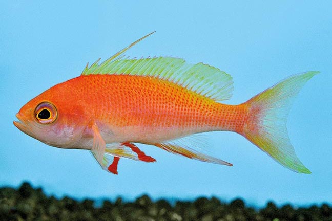 Showing Slide: _DSC0660_m10450_Glaenzender--Fahnenbarsch_Pseudanthius-pulcherrimus.jpg