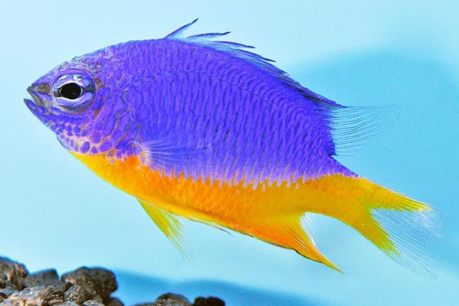 Showing Slide: _DSC0807_m10411_Azur-Demoiselle_Chrysiptera-hemicyanea.jpg