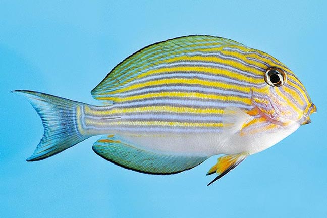 Showing Slide: _DSC0926_m10217_Blaustreifen-Doktorfisch_Acanthurus-lineatus.jpg