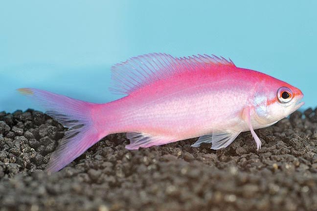 Showing Slide: m10441_Amethyst_Fahnenbarsch_Pseudanthias-Pascalus.jpg