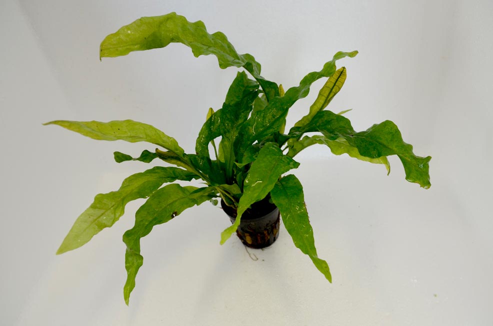 Showing Slide: 117Microsorium-latifolia.jpg