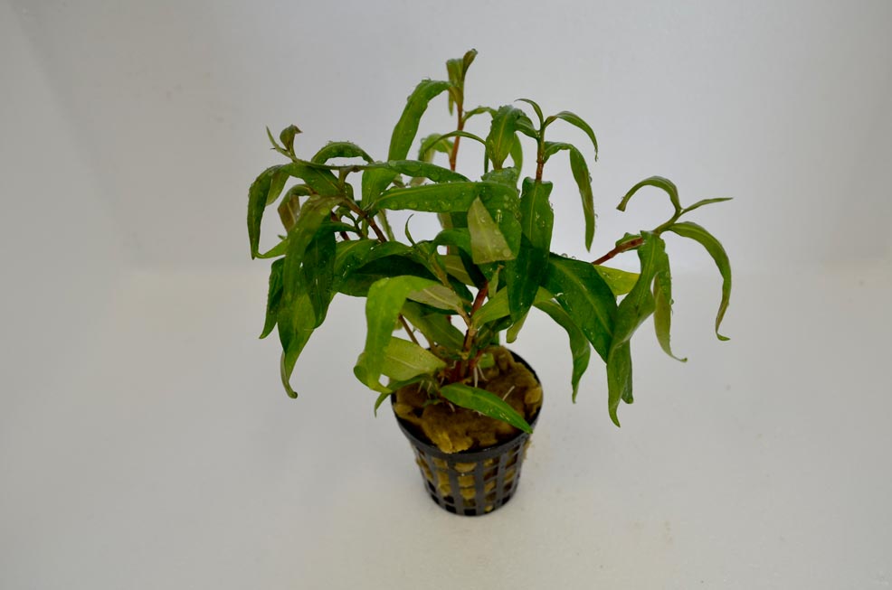 Showing Slide: 119Polygonum-sp.-Sao-Paolo.jpg