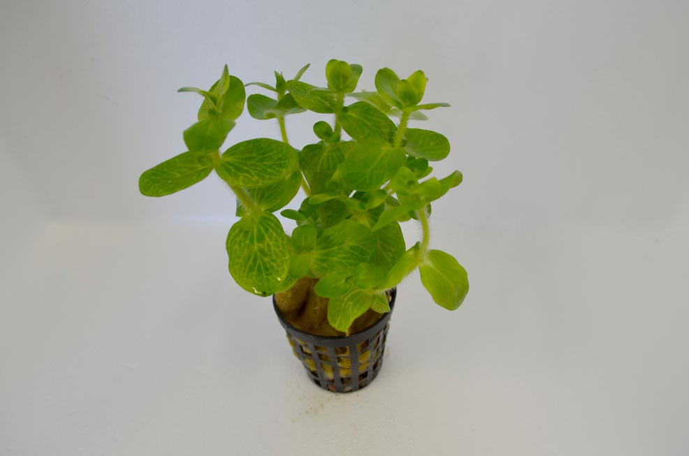 Showing Slide: 123Bacopa-caroliana-variegatus.jpg