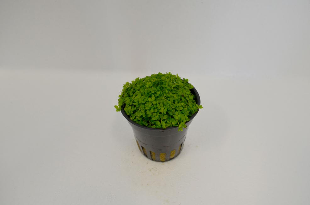 Showing Slide: 124Hemiantus-callitrichoides-Cuba.jpg