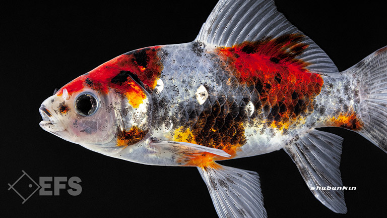 Showing Slide: 001_140106_shubunkin_02.jpg