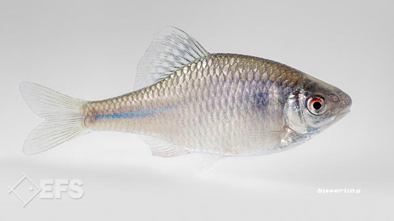 Showing Slide: 002_00_27_140053_bitterling_0128.jpg