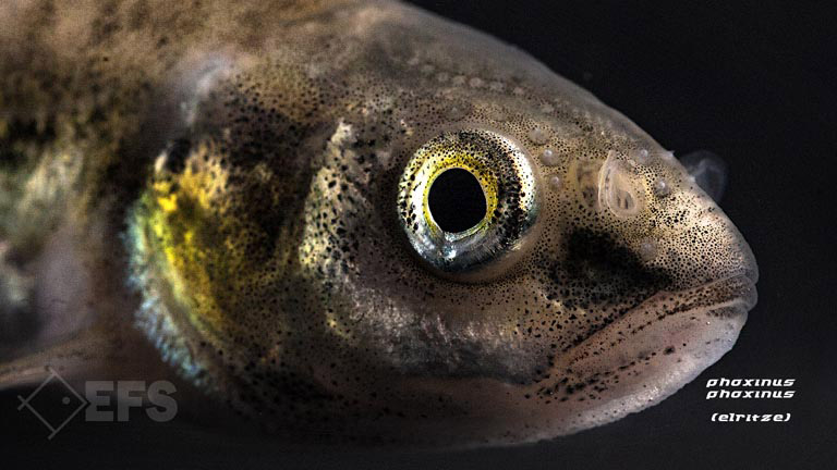 Showing Slide: 004_00_29_140113_phoxinus_phoxinus_elritze_0264.jpg