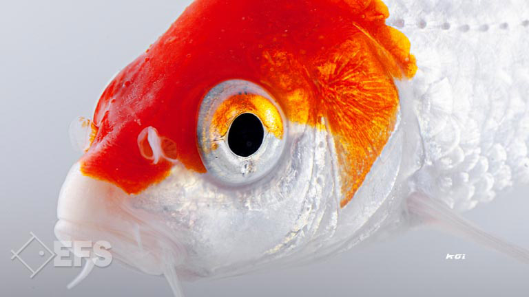 Showing Slide: 005_00_07_01_140204_koi_A_11-13_2579.jpg