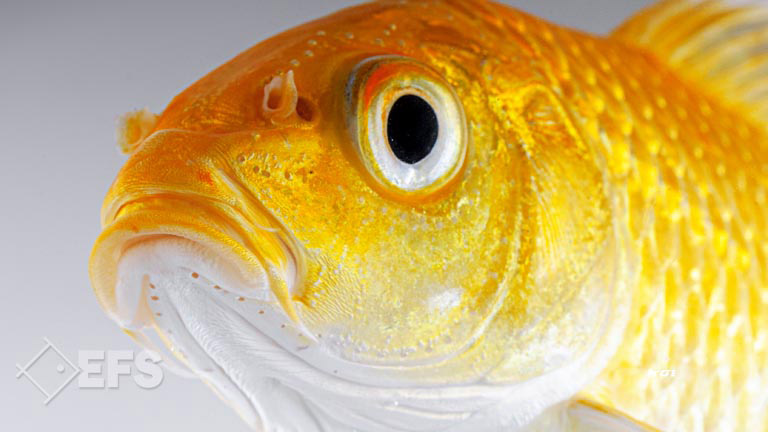 Showing Slide: 006_00_02_01_140204_koi_A_11-13_0359.jpg