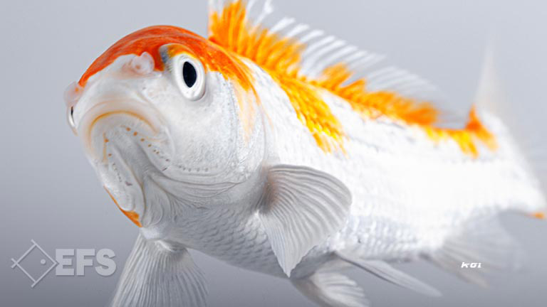 Showing Slide: 007_00_05_01_140204_koi_A_11-13_1051.jpg