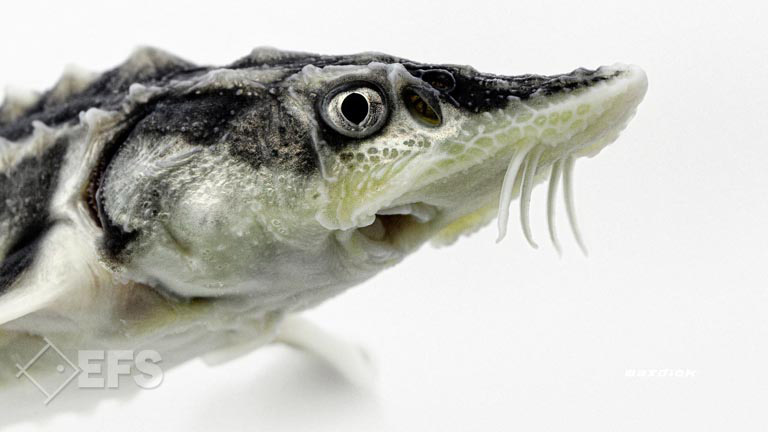 Showing Slide: 009_00_11_140057_waxdick_0109.jpg