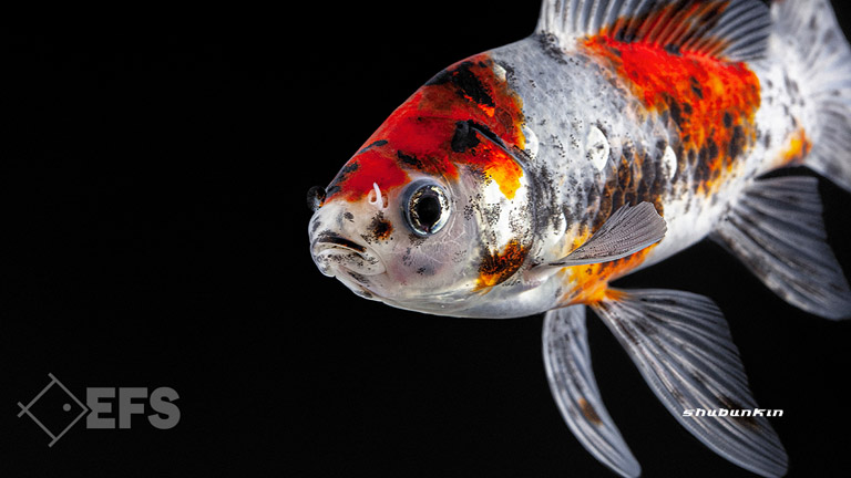 Showing Slide: 010_140106_shubunkin_01.jpg