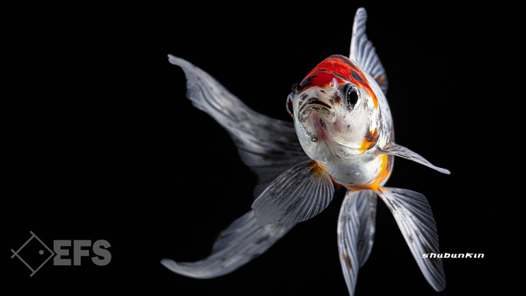 Showing Slide: 011_140106_shubunkin_06.jpg