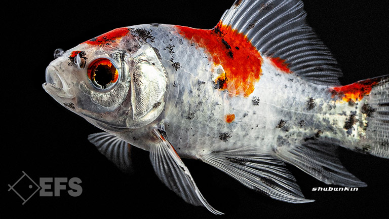 Showing Slide: 012_140106_shubunkin_07.jpg