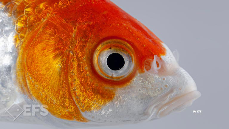 Showing Slide: 013_00_17_140204_koi_A_11-13_0712.jpg