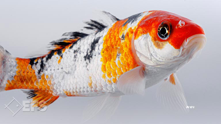 Showing Slide: 014_00_35_140204_koi_A_11-13_1562.jpg