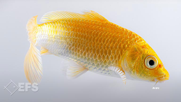 Showing Slide: 015_00_15_140204_koi_A_11-13_0204.jpg