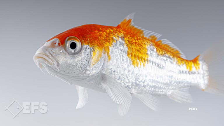 Showing Slide: 016_00_16_140204_koi_A_11-13_0704.jpg