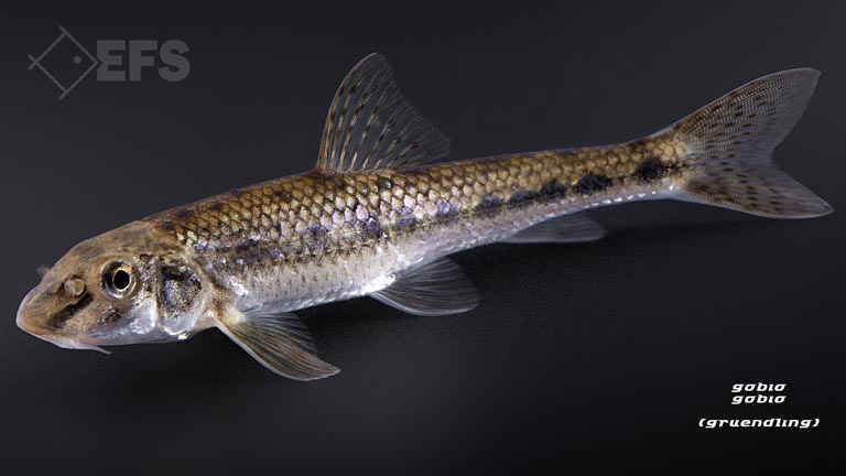 Showing Slide: 017_00_25_140029_gobio_gobio_gruendling_0222.jpg