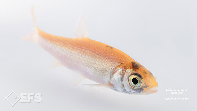 Showing Slide: 018_00_26_140046_leuciscus_ideus_goldorfe_0025.jpg