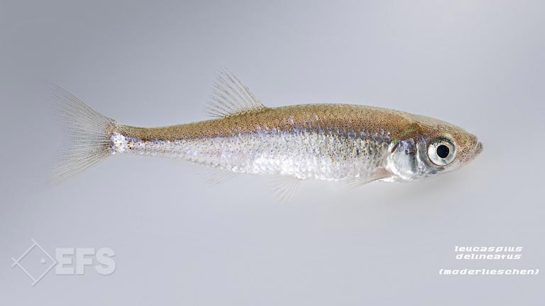 Showing Slide: 019_00_31_140179_leucaspius_delineatus_moderlieschen_55.jpg