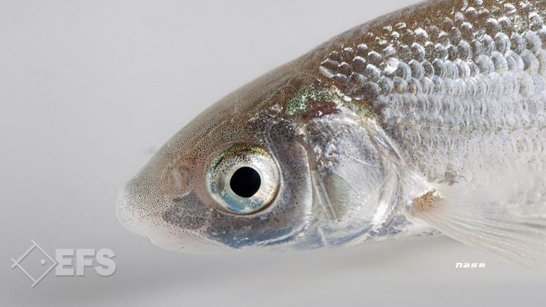 Showing Slide: 020_00_34_1401151_nase_0069.jpg