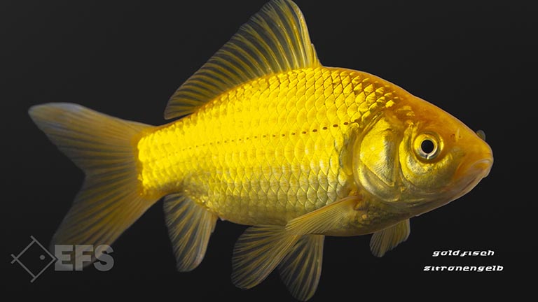 Showing Slide: 01_140005_goldfisch_zitronengelb_1.jpg
