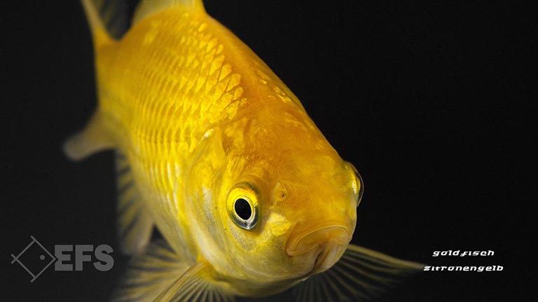 Showing Slide: 02_140005_goldfisch_zitronengelb_3.jpg