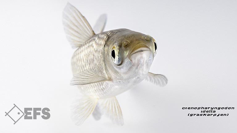 Showing Slide: 03_140027_ctenopharyngodon_idella_graskarpfen_0078.jpg