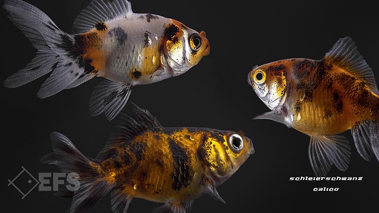 Showing Slide: 04_140062_Carassius-auratus_Schleierschwanz-Calico_02.jpg