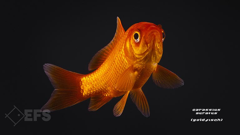 Showing Slide: 05_Carassius-auratus_goldfisch_02.jpg