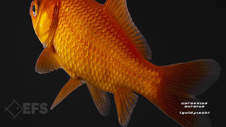 Showing Slide: 06_Carassius-auratus_goldfisch_05.jpg