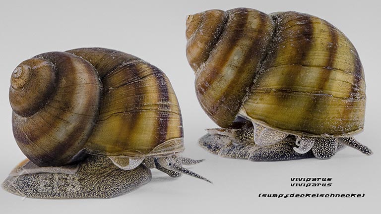 Showing Slide: 07_140148_Viviparus-viviparus_Sumpfdeckelschnecke_02.jpg