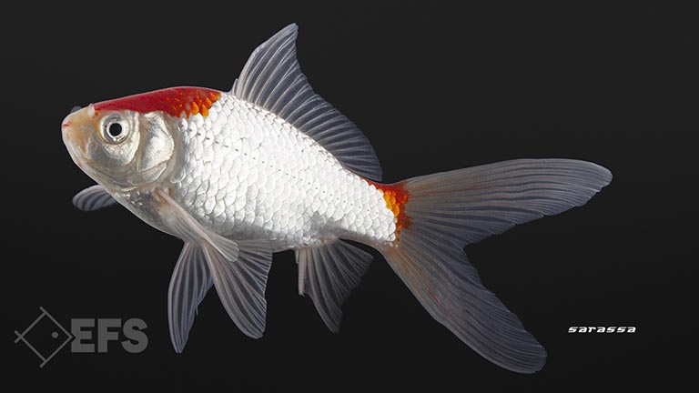 Showing Slide: 08_140153_Sarassa_.jpg