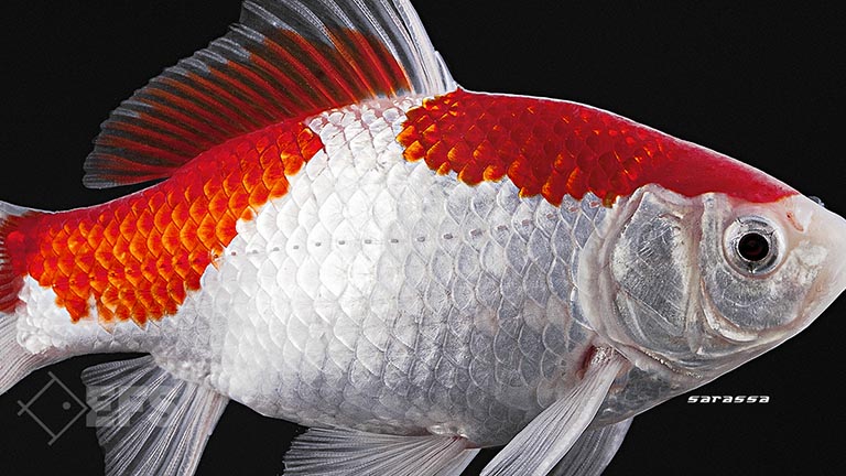 Showing Slide: 09_140153_Sarassa_2.jpg