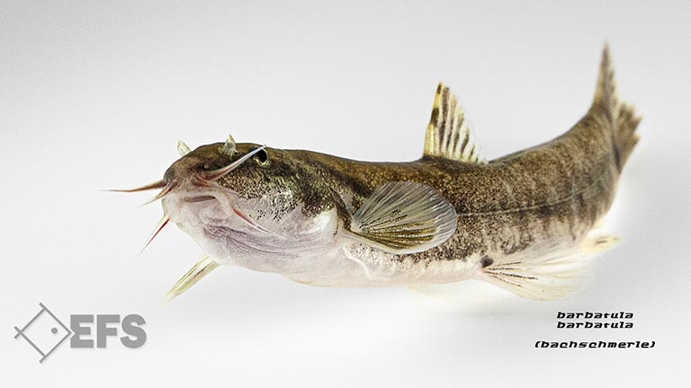 Showing Slide: 10_140160_bachschmerle_01.jpg