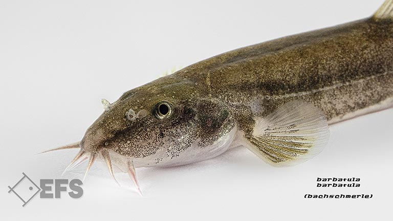 Showing Slide: 11_140160_bachschmerle_02.jpg