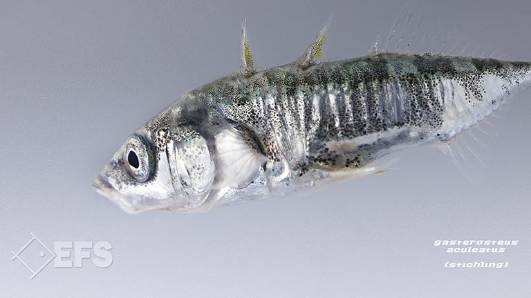 Showing Slide: 12_140054_gasterosteus_aculeatus_stichling_87.jpg