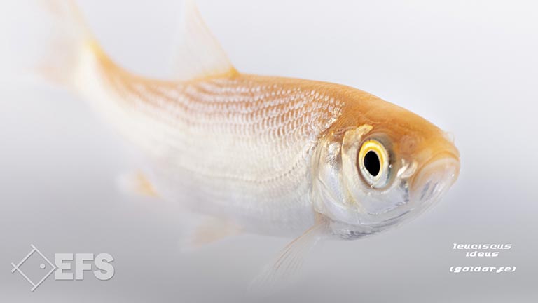 Showing Slide: 13_140046_leuciscus_ideus_goldorfe_0351.jpg