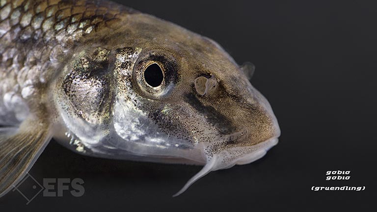 Showing Slide: 14_140029_gobio_gobio_gruendling_0265.jpg